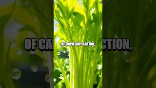 The Color-Changing Celery Experiment