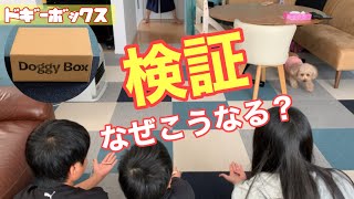 何が1番好き？検証してみたら面白い結果になった！【Doggy Box】短足トイプードル