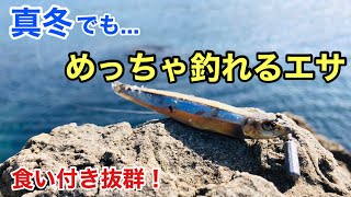 「きびなごフリーリグ」で釣りをしたら真冬の海でも爆釣だった！