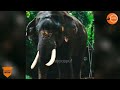 9 വയസ്സിൽ പാപ്പാന്റെ കഴുത്തിൽ കുത്തിയ കൊമ്പൻ elephantattack aanakkaryam