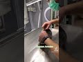 cat get mad after get injection at vet