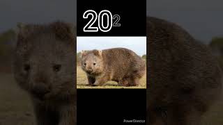 2023 wombat and 5000 bce wombat #shortsvideo