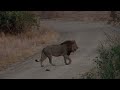 large male lions chased by cape buffalo herd in kruger national park 30 oct 2024 orpen gate area