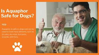 Is Aquaphor Safe for Dogs?