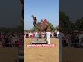 international camel festival 2025 bikaner camel festival 2025 camel dance program 2025 youtube