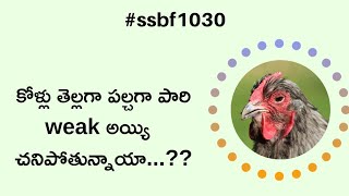 కోళ్ళు తెల్లగా పల్చగా పారుతున్నప్పుడు ఇది వాడవచ్చు... || ssbf || sri srinivasa breeding farm's