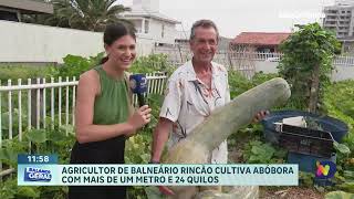 Agricultor de Balneário Rincão colhe abóbora gigante de 24 kg