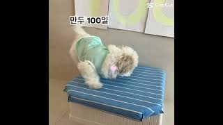 만두 TV# #puppy #말티푸 #강아지 #견생기록 #반려견 #3개월강아지 #강아지브이로그 #강아지일상 #만두 #cutedog # 만두 100일# 넌 내꺼얌