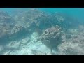 key west snorkel trip 5 barracudas school of fish