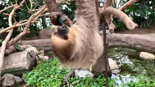 【神戸どうぶつ王国】フタユビナマケモノのもぐもぐタイム　Linnaeus Two-toed Sloth