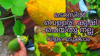 teracile വെള്ളരി കൃഷി ചെയ് തു നോക്കു നല്ല വിളവെടുക്കാം@anusworldcookingandfarmin8790