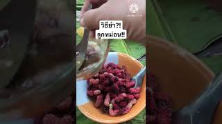 เก็บลูกหม่อนที่บ้าน เอาไปทำยำ ยาดี?! รีบกิน ”มัลเบอร์รี่”อร่อยดีต่อสุขภาพ|poommanee baandin |Shorts