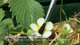 8.5 Lesson 13 Hand Pollination of Strawberries