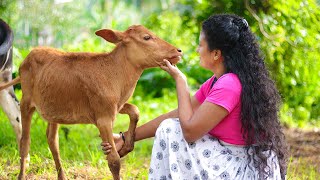 My favourite milky chocolate! With sweet winter melon taste | Poorna - The nature girl |