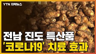 [자막뉴스] 전남 진도 특산품에서 '코로나19' 치료 효과 발견 / YTN