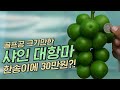 🍇 포도 알 하나가 골프공 크기만한 포도가 있다? (feat. 한송이 30만원 포도)