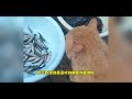 守鱼摊的素质猫咪，美好的双向奔赴