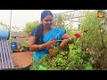 హార్వెస్ట్ చేస్తూ giveaway update మీ కోసం harvesting organic vegetables in garden ach gardening vlog