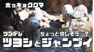 ツンデレ⁈ ツヨシとジャンブイ（ホッキョクグマ／Polar Bears）tsundere⁈ ‘Tsuyoshi’＆’Janbui’ that seems a little lonely?