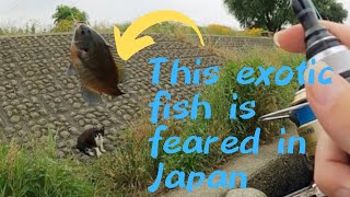 Caught an exotic fish that is feared in Japan and fed it to stray cats.（ブルーギルを釣って野良猫に食べさせてみた）