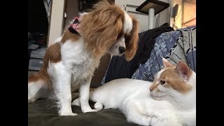 先輩にゃんこと後輩わんこ「先輩からの猫パンチ」【キャバリア 犬 猫】