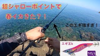 【エギング】超浅場ポイントをムラムラチェリーだけで探った結果…。