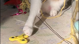 【猫】ハンドスピナーを回し続けようとする猫