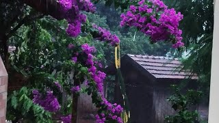 AQUI MUITA CHUVA ☂️ VOU FAZER REPLANTAR MUDAS DE ABÓBORA 🎃