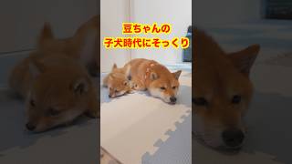 子犬に優しい先住犬に感謝　#Shorts＃柴犬＃豆柴#多頭飼い#Shiba inu#mameshiba