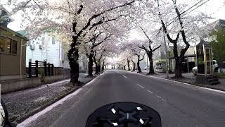 【トリシティ125】桜川の桜並木と青森大勝軒の冷凍自販機【青森市】