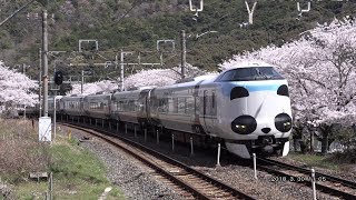 桜満開の山中渓を行く パンダくろしお 他 (223系,225系,283系,287系,289系) (train video with cherry blossoms)