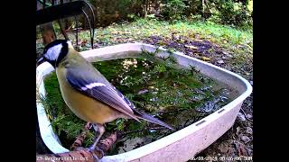 junge Amsel badet früh Teil 3, nach einer Pause trinkt Kohlmeise vor der Kamera (06.10.2024)