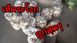 #  เห็ดระโงก.ทะลัก ล้น  ตลาดช่องจอม  ถูกสุดๆ