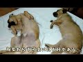 【ボリビアより】保護犬だったトトドラの一年前と現在。