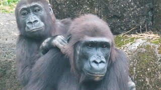 小金剛Ringo和媽媽Iriki的溫馨時光👶🏻💕Beautiful moment between Ringo and Iriki#金剛猩猩 #gorilla