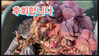 [초보다육맘]알고도 지나친 결과 多肉植物 たにくしょくぶつ Korean Succulent