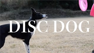 ディスクドッグ Disc dog movie