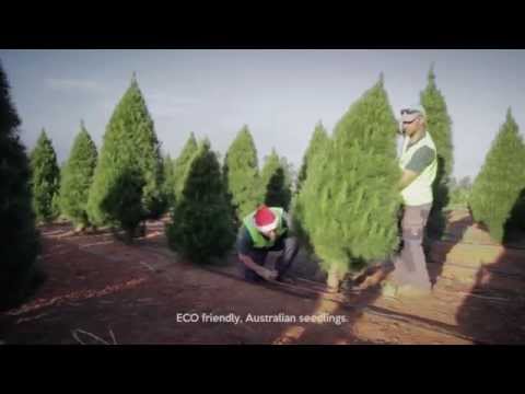 Real Christmas Trees Melbourne Real Christmas Trees Melbourne