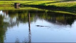 Retention ponds don't always work like they should | Sci NC