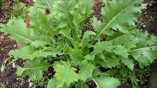 Growing Frost Tolerant Vegetables Kale, Collards, Mizuna - Cold Hardy Crops