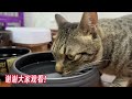 平常很喜欢玩球的猫咪，当它看到大篮球后，这反应笑翻了