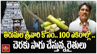 తిరుమల శ్రీవారి కోసం .. 100 ఎకరాల్లో  .. చెరకు సాగు చేస్తున్న రైతులు | Nelathalli | hmtv Agri