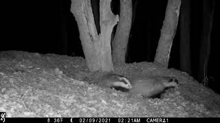 European or Eurasian Badger (Meles meles)