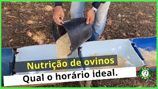 Qual o melhor horário para fornecer a ração no cocho.