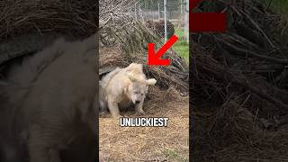 The world's most unlucky bear (@quiztermind)