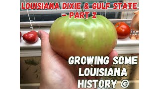 Growing Some Louisiana History© - Louisiana Dixie \u0026 Gulf State Tomatoes - Part 2