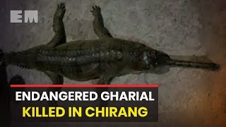 Assam: Endangered gharial stoned to death by villagers in Chirang