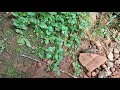 lindernia crustacea malaysian false pimpernel 외풀 ウリクサ lindernia crustacea torenia crustacea 母草