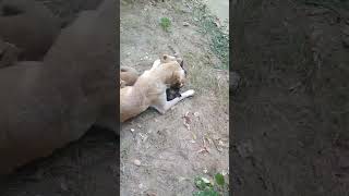 Shaivi and Vidaan playing with  puppies 🐶