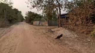 Svay Rieng, Evening countryside Walk tour - April 2024 | Cambodia Life